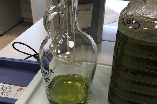 MAÜ, Derik Halhalı Zeytinine bilimsel nitelik kazandırdı