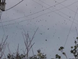 Örümcekler kasabayı istila etti