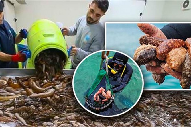 Bakan Pakdemirli: "Deniz patlıcanı avcılığı sona erdi"