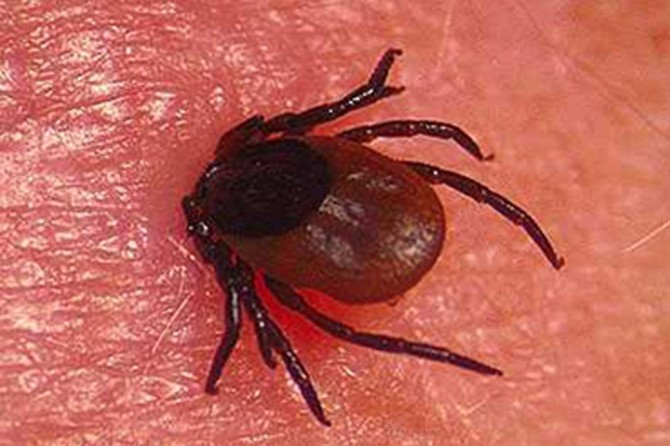 Kırım Kongo Kanamalı Ateşi vakaları bu yıl erken ortaya çıktı