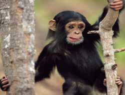 Her İşe Karışan Maymun