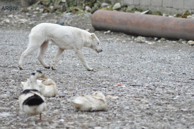 Alaşehir'de sokak köpeğine kötü muamelede bulunan şahsa para cezası