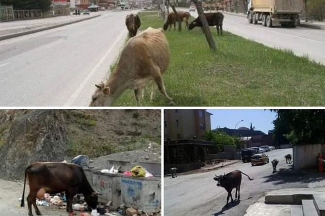 Kozluk İlçe Belediyesi: Sokaklardaki başıboş hayvanlar toplatılıp, ceza uygulanacak