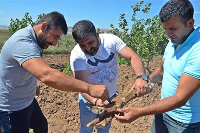 Fıstık bahçelerinde araştırma ve incelemeler devam ediyor