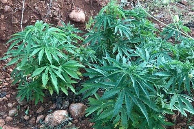 Malatya'da yaklaşık 6 bin kök kenevir ele geçirildi