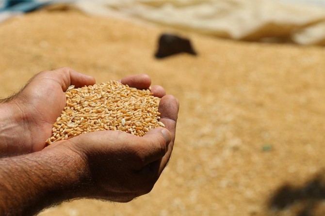 Tarım Bakanlığından İYİ Parti'ye yanıt: Tohumda dışa bağımlı değiliz