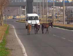 Siverek-Diyarbakır yoluındaki başıboş eşekler kazalara davetiye çıkarıyor