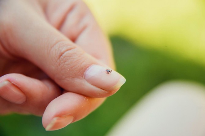 Lyme hastalığı riskine dikkat!