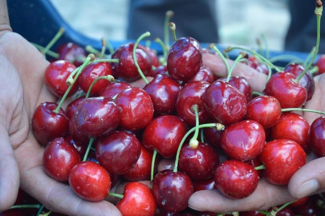 Gaziantep’te kiraz hasadı başladı