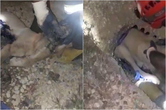 Kovancılar'da kanal borusuna sıkışan köpeği itfaiye ekipleri kurtardı