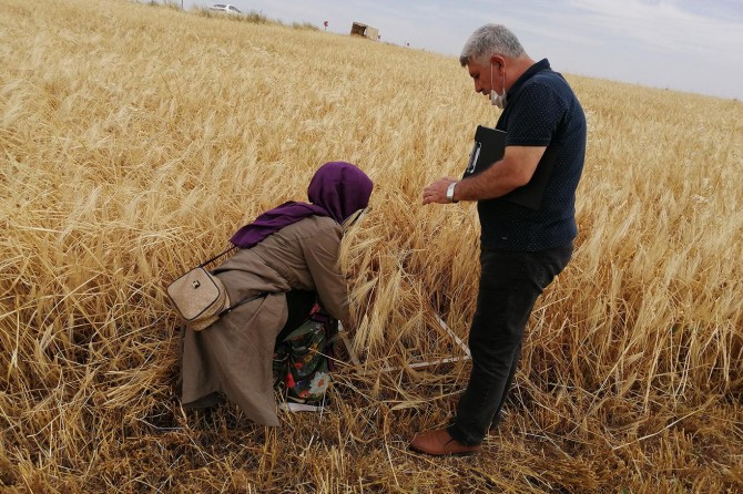 Hasat nedeniyle biçerdöverler kontrol ediliyor
