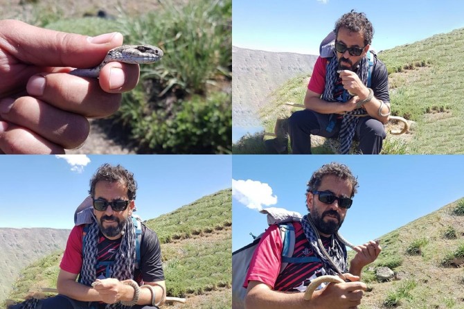 Eliyle yakaladığı yılanlarla fotoğraf çekip oynadıktan sonra yeniden doğaya bırakıyor