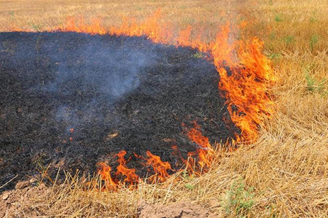 Şanlıurfa Tarım ve Orman İl Müdürlüğünden anız uyarası
