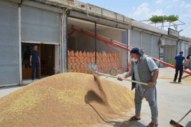 Salgına rağmen mercimek ve arpadaki verim Batmanlı hububatçıları sevindirdi
