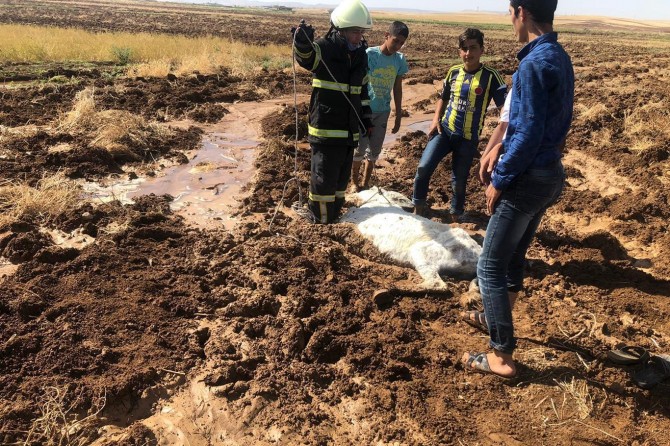 Çamura saplanan eşek, 10 saat mahsur kaldı