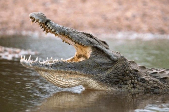 Papua Yeni Gine'de bir timsah polisi yedi