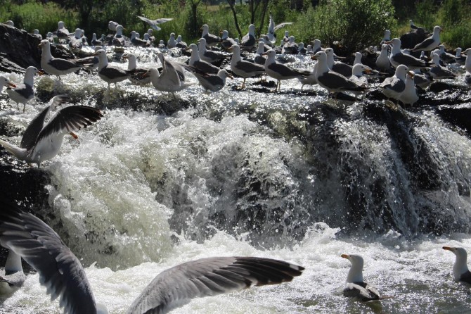 İnci Kefalinin tatlı sulara zorlu yolculuğu sürüyor