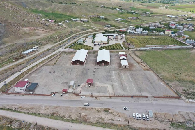 Van'da canlı hayvan pazarı pazartesi açılacak