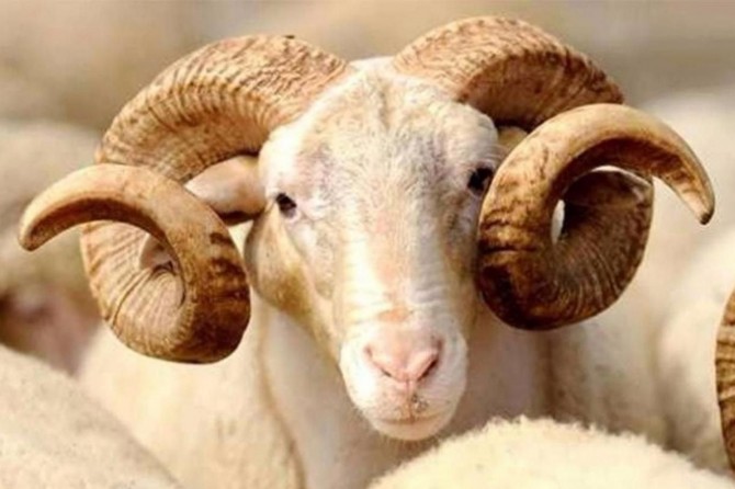 ​Gaziantep’te kurbanlık taban fiyatları belirlendi