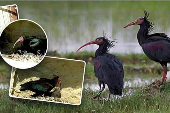 Koruma altındaki Kelaynakların yavruları hayata gözlerini açmaya başladı