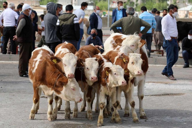Van'da bölgenin en büyük canlı hayvan pazarı yeniden hizmete açıldı