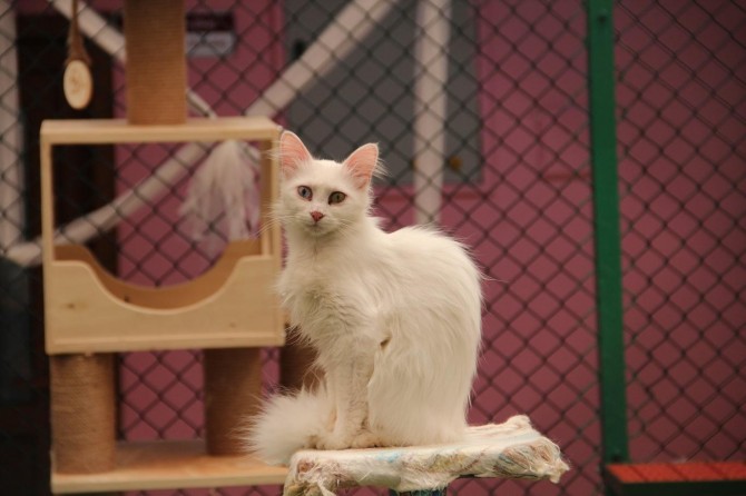 Uygulama merkezi müdürü Kaya: “Bu süreçte Van Kedisi ile temas kurmaktan kaçınalım"