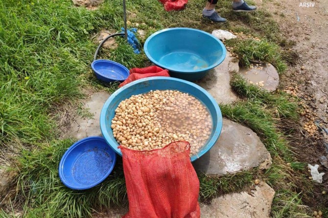 Elazığ'da salep soğanı toplayan 3 kişiye para cezası verildi