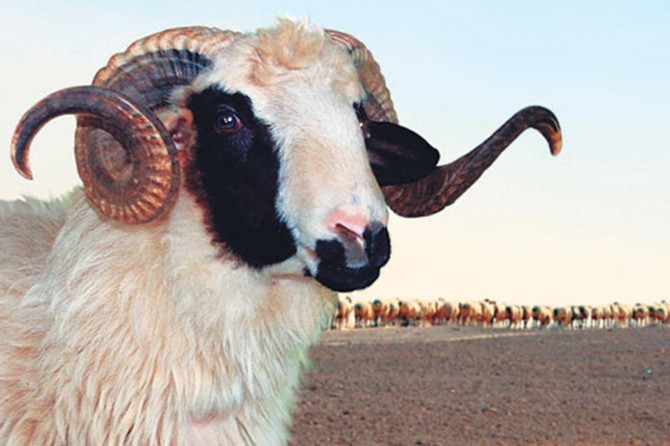 Vekalet yoluyla kurban kesim bedelleri açıklandı