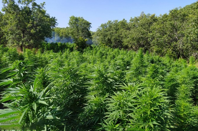 Li Diyarbekirê 7 milyon û 571 hezar kok kenewîrû tonek û 600 kîlo esrar hat bidestxistin