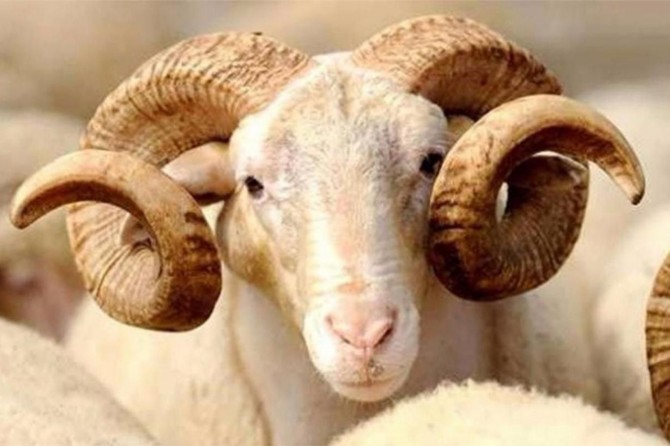 Covid-19 nedeniyle kurbanlık satışı randevu sistemiyle yapılacak