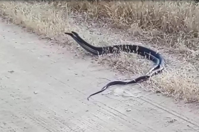 Watch two snakes dance on the road side in southeastern Turkey