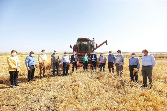 Gaziantep'te mercimek hasadına başlandı