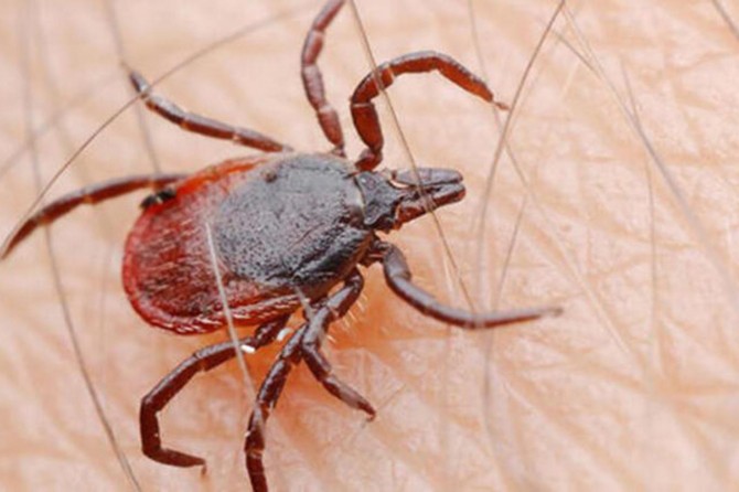 Uzmanlardan kene uyarısı