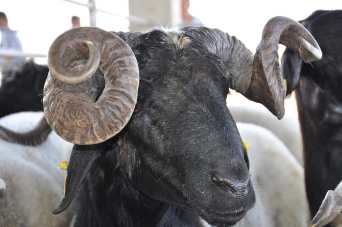 Umut Kervanı kurban çalışmalarına başladı