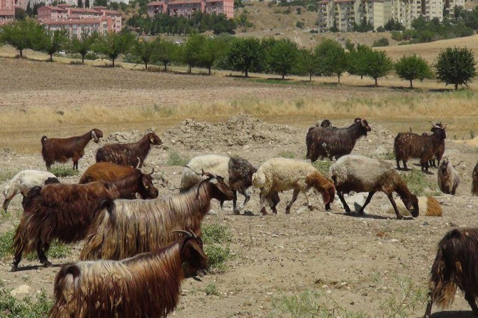Yem fiyatlarındaki artış kurbanlık fiyatlarının yüksek olmasına neden oluyor