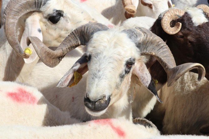 Gaziantep Umut Kervanı’ndan kurban bağışı çağrısı