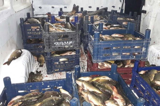 Elazığ'da kaçak balık avlayan kişiye 10 bin TL ceza kesildi
