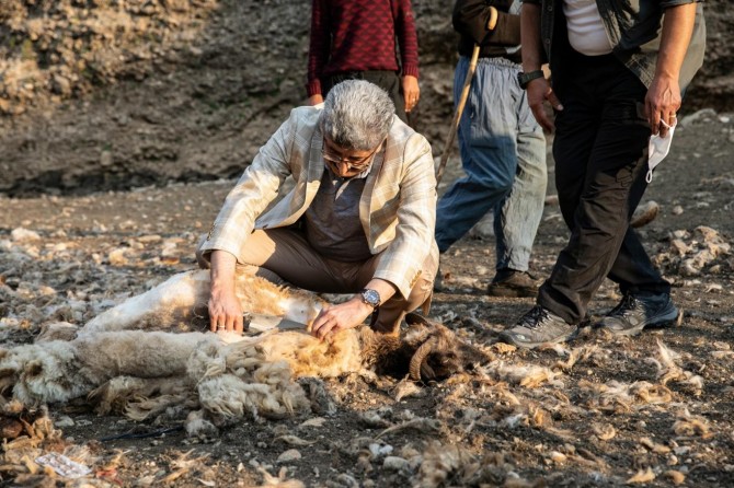 Van Valisi Mehmet Emin Bilmez koyun kırktı