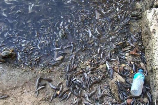 Bakanlık, Küçükçekmece'deki balık ölümlerine ilişkin inceleme başlattı