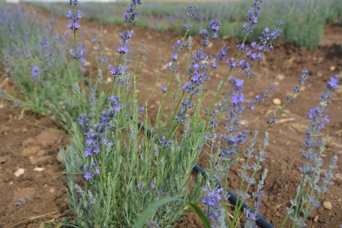 Batman'da 3 yıl sonra beklenen lavanta birinci yılında hasadını verdi