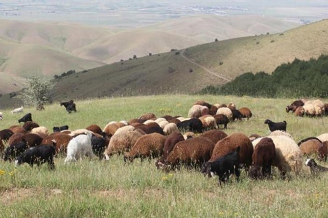 Bakan Pakdemirli: "Küçükbaş sayısında Avrupa'da birinci sıradayız"