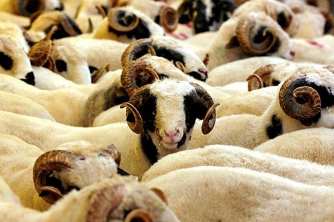 Van’da kurban kesim randevu ile olacak