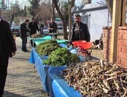 Baharın müjdecisi Yarpuz, Rışvat ve Kenger pazarda yerini aldı