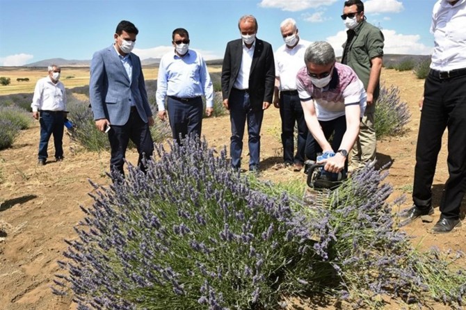 Malatya'da ilk lavanta hasadına başlandı