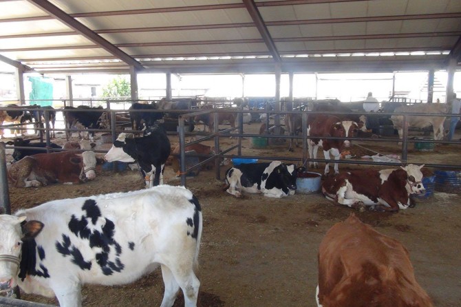 Adıyaman canlı hayvan pazarında sessizlik hâkim