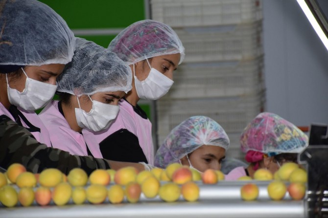 Ticaret Borsası Başkanı: Malatya kayısısını 120 ülkeye ihracat yapmayı hedefliyoruz