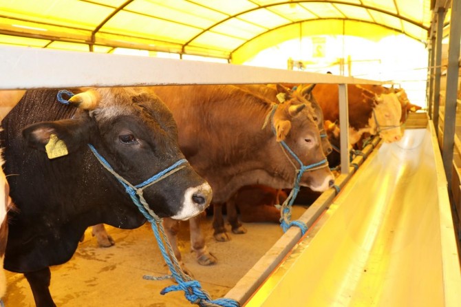 İstanbul’da kurbanlıklar görücüye çıkmaya başladı