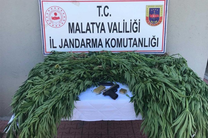 Malatya'da 2 bin kök kenevir bitkisi ele geçirildi