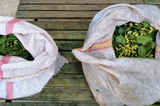 Gaziantep’te bahçeden fıstık çalan şüpheliler yakalandı