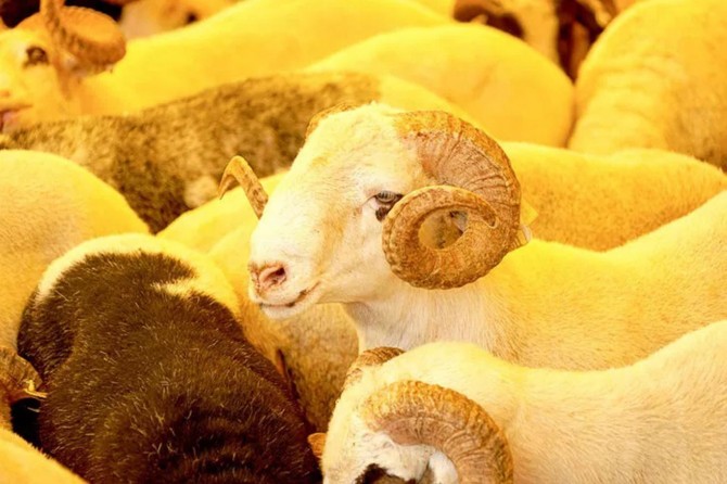 ​Pandemi sürecinde kurban kesmeye daha fazla önem gösterilmeli